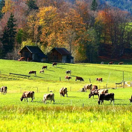 Apartment Haus Stangl Bad Aussee