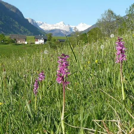 Haus Stangl Apartment